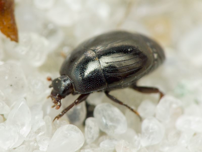 Histeridae Gyllenhal, 1808